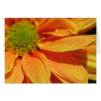 Orange Beauty Hälsningskort