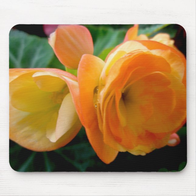 Orange Begonia Mousepad Musmatta (Framsidan)