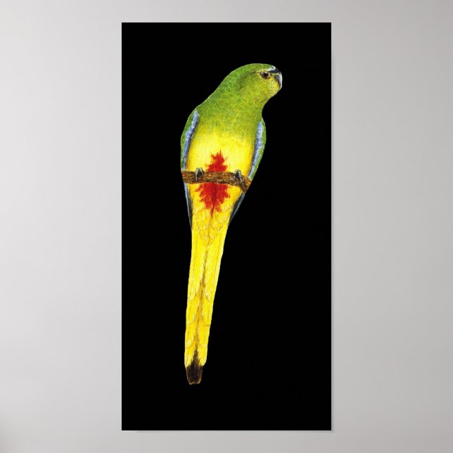 Orange-bellig morot - Neophema chrysogaster Poster (Framsidan)