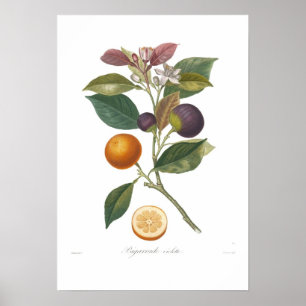 Orange,Bigarrade violett Poster
