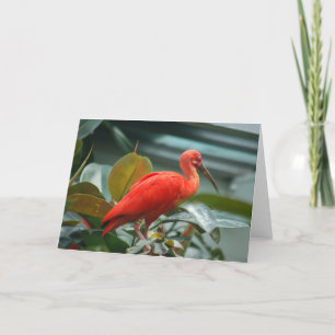 Orange Bird Kort