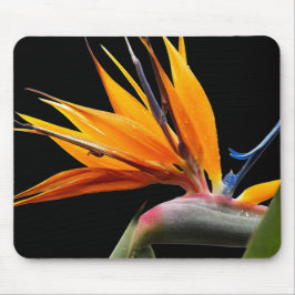 Orange Bird of Paradise Plant Bloom Blommigt Musmatta