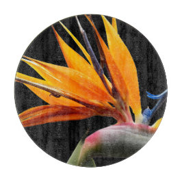Orange Bird of Paradise-växt på svart
