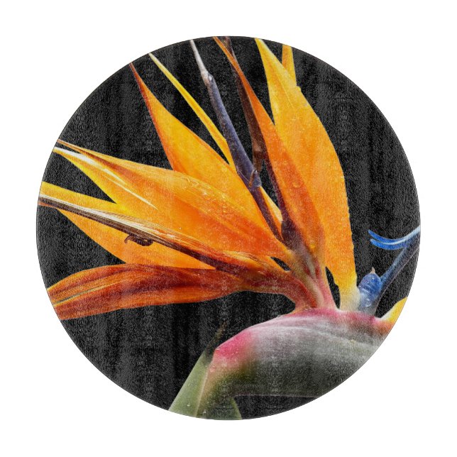 Orange Bird of Paradise-växt på svart (Framsidan)