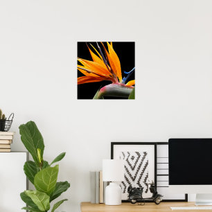 Orange Bird of Paradise-växt på svart blommönster Poster