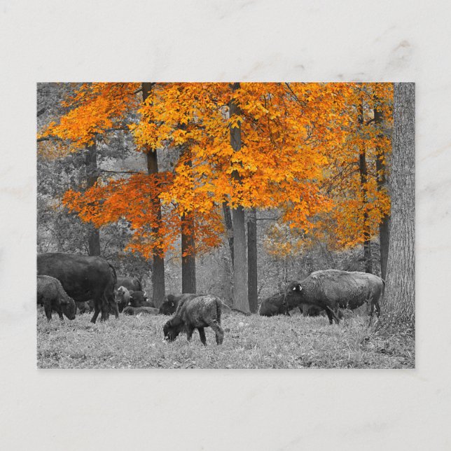 Orange Bison Vykort (Framsida)