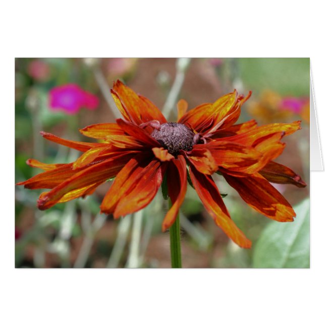 Orange Black Eyed Susan Blomsterfotografi Card OBS Kort (Framsidan Horizontal)