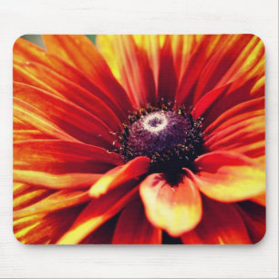 Orange Black Eyed Susan Daisy Flower Musmatta