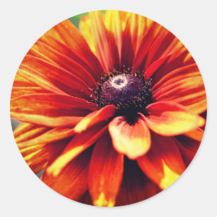 Orange Black Eyed Susan Daisy Flower Runt Klistermärke