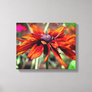 Orange Black Eyed Susan Flower Close Up Canvastryck