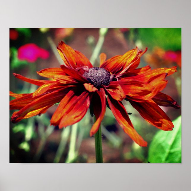 Orange Black Eyed Susan Flower Close Up Poster (Framsidan)