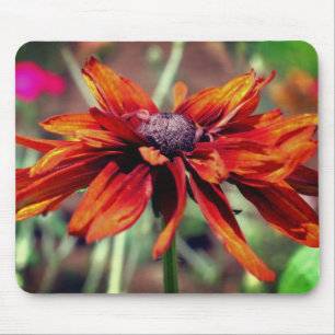 Orange Black Eyed Susan Flower Musmatta