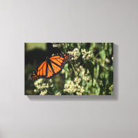 Orange Black Monarch Butterfly Nature Photography