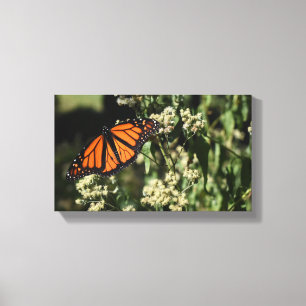 Orange Black Monarch Butterfly Nature Photography Canvastryck