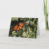 Orange Black Monarch Butterfly Nature Photography