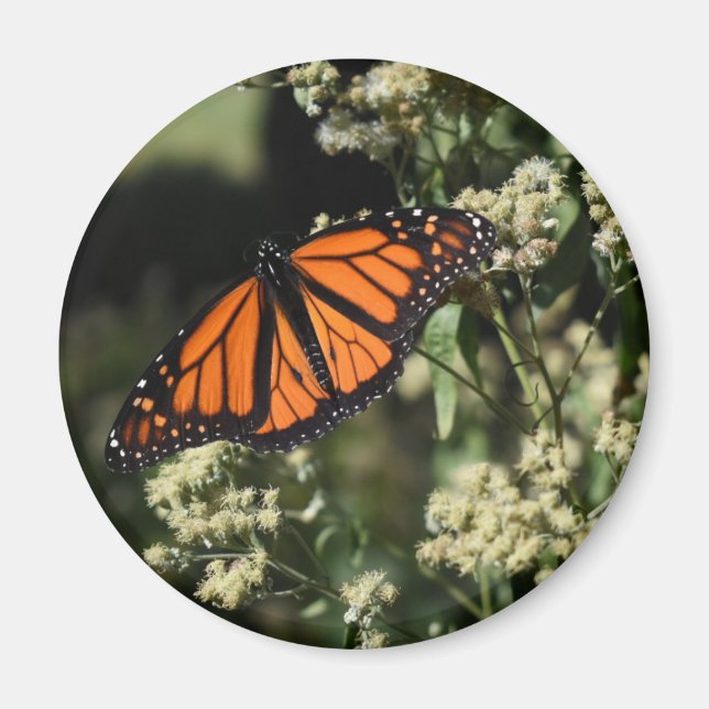 Orange Black Monarch Butterfly Nature Photography Magnet (Framsidan)