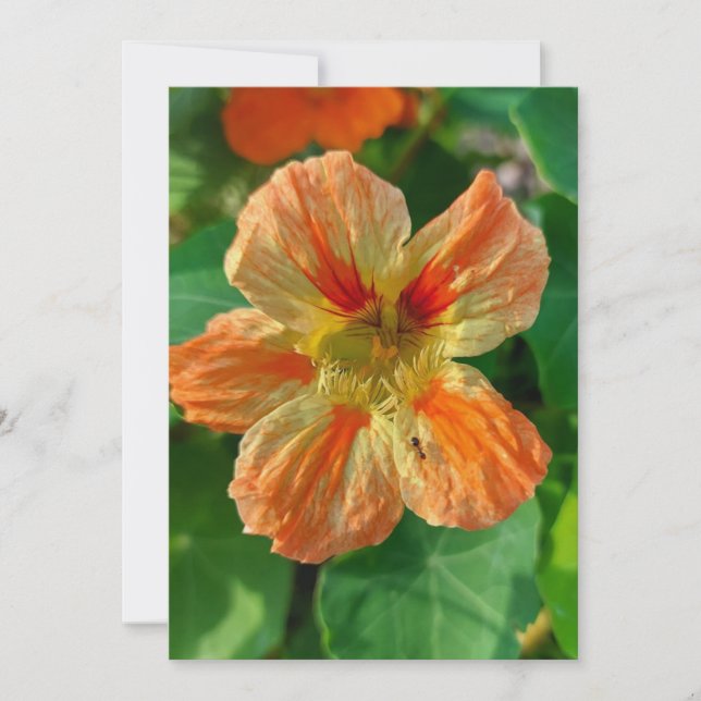 Orange Blankt Nasturtium-kort (Framsida)