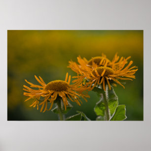 Orange blomhuvuden Inula Orientalis CC0023 Poster