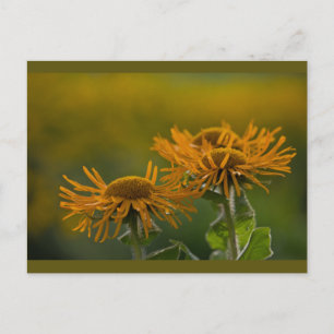 Orange blomhuvuden Inula Orientalis CC0024 Vykort