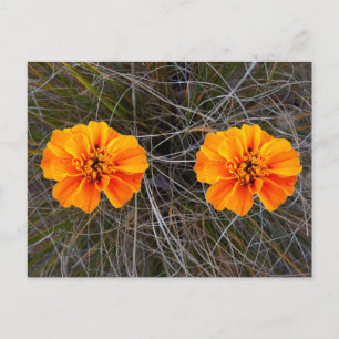 Orange blomkonst vykort
