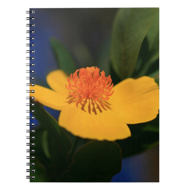 Orange blomma anteckningsbok (Framsidan)