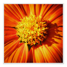 Orange Blomma Makro Väggkonst | Ljus Blommigtryck