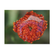 Orange blomma med bassäng