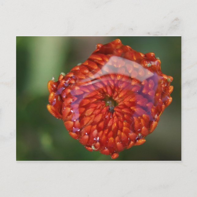 Orange blomma med bassäng vykort (Framsida)