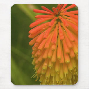 Orange blomma musmatta