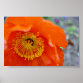 Orange blomma poster