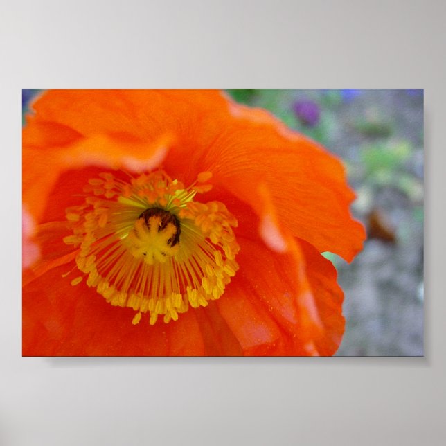 Orange blomma poster (Framsidan)