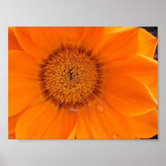 Orange blomma poster