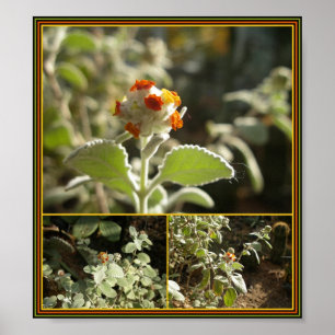 orange blomma poster