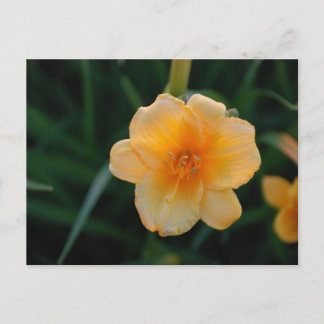 Orange blomma vykort