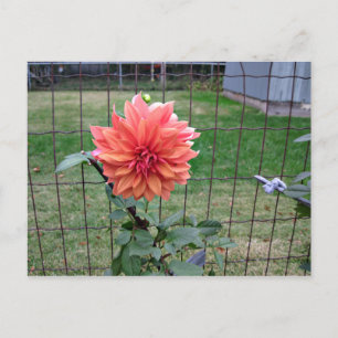 Orange blomma vykort