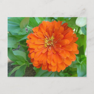 Orange blomma vykort