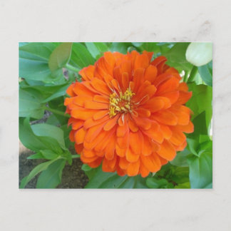 Orange blomma vykort