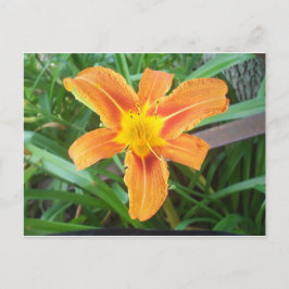 Orange blomma vykort