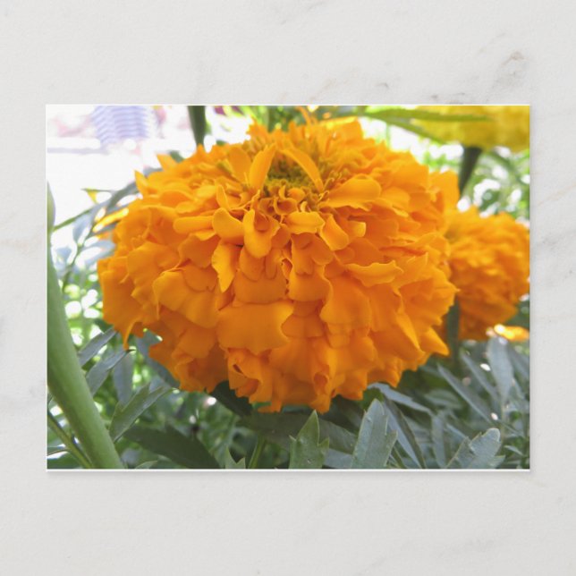 Orange blomma vykort (Framsida)