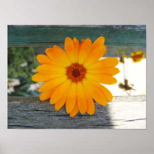 Orange blommaaffisch poster