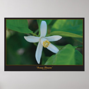 Orange blommar poster