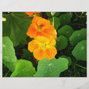 Orange blommor