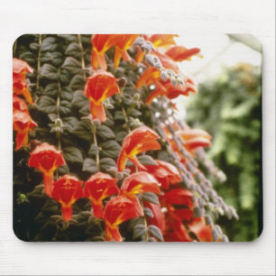 Orange blommor för Columnea Gloriosa guldfiskväx Musmatta