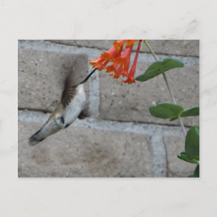 Orange Blommor Hummingbird Vykort