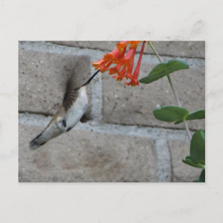 Orange Blommor Hummingbird Vykort