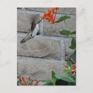 Orange Blommor Hummingbird Vykort