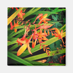 Orange blommor magnet