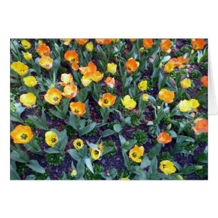 orange Blommor tulip Hälsningskort