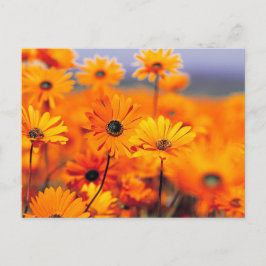 Orange blommor vykort