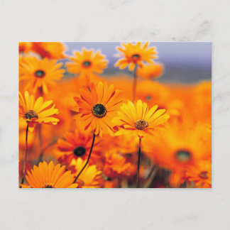 Orange blommor vykort